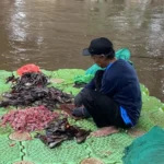 DPRD Soroti Gebrakan Penangkapan Ikan Sapu-Sapu Gubernur Pramono: Lebih dari Sekadar Seremonial