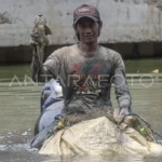 10 Foto Ria Ricis Menangkap Ikan Sapu-sapu di Sungai Ciliwung, Aksi Lingkungan yang Menggugah