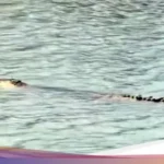 Buaya Misterius Serang Warga di Tinambung, Ditemukan Mati di Sungai Mandar – Diduga Diracun!