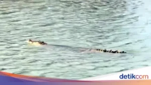 Buaya Misterius Serang Warga di Tinambung, Ditemukan Mati di Sungai Mandar – Diduga Diracun!