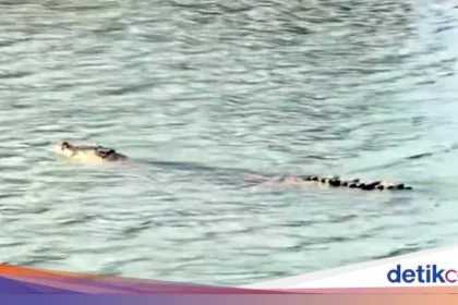 Buaya Misterius Serang Warga di Tinambung, Ditemukan Mati di Sungai Mandar – Diduga Diracun!