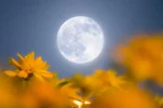 Flower Moon Mei 2026: Fenomena Langit Langka dengan Blue Moon dan Micromoon