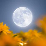 Flower Moon Mei 2026: Fenomena Langit Langka dengan Blue Moon dan Micromoon
