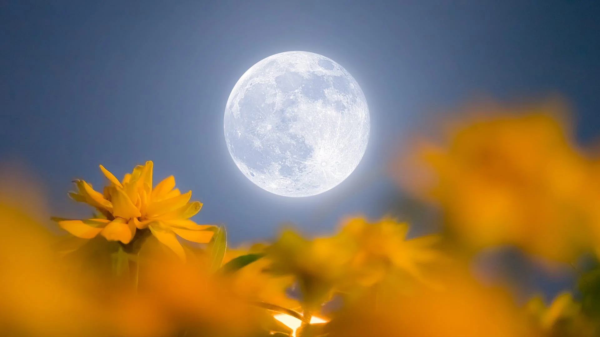 Flower Moon Mei 2026: Fenomena Langit Langka dengan Blue Moon dan Micromoon